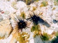 Sea urchins, are typically spiny, globular animals, echinoderms in the class Echinoidea.ÃÂ  Royalty Free Stock Photo